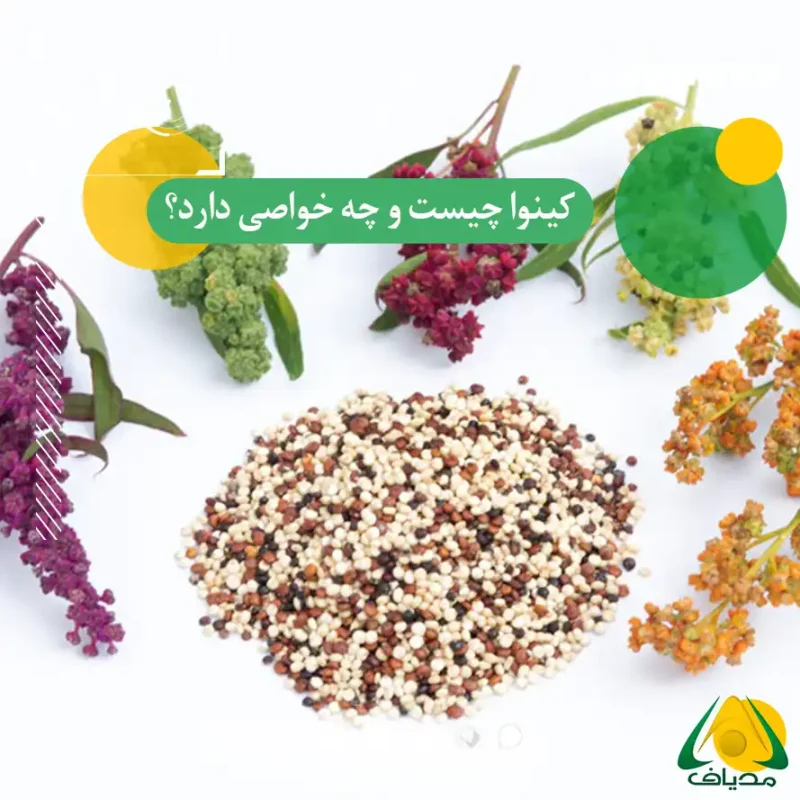 کینوا چیست؟ خواص کینوا برای لاغری